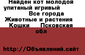 Найден кот,молодой упитаный игривый 12.03.2017 - Все города Животные и растения » Кошки   . Псковская обл.
